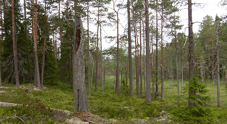 Skog vid kanten av myr med en grov torraka.