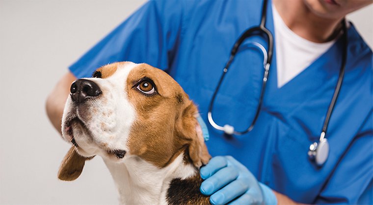 En hund en basset, blir undersökt av en veterinär