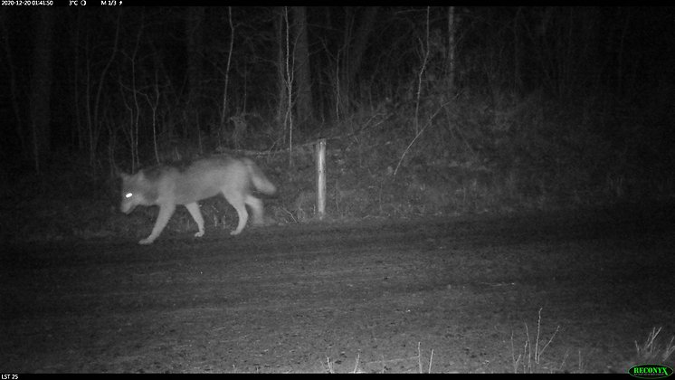 Ensam varg på väg, bilden tagen med infraröd kamera