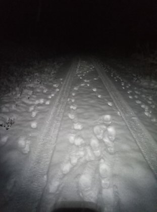 Spår efter en vargflock på snötäckt väg
