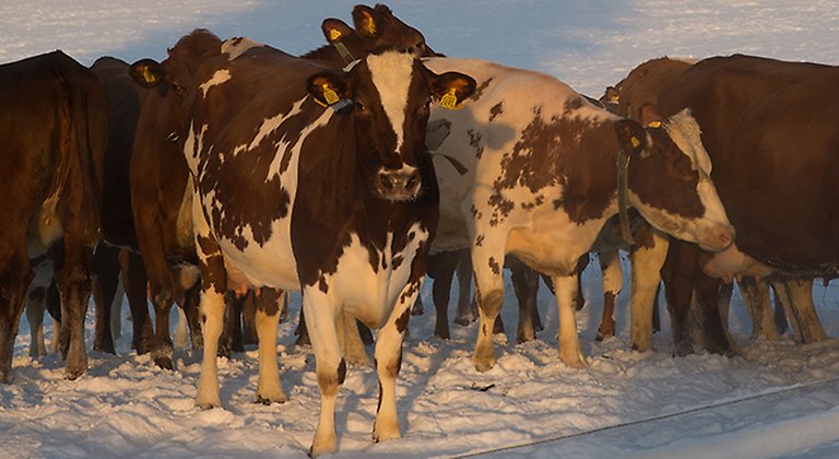 Kor står i snö utomhus