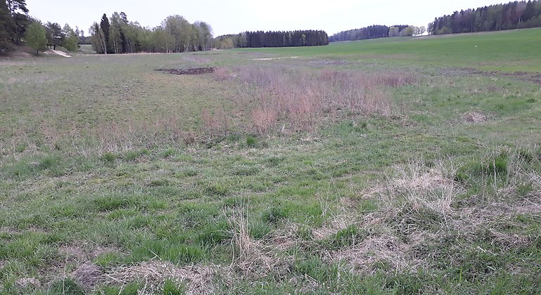 Våtmark innan åtgärd