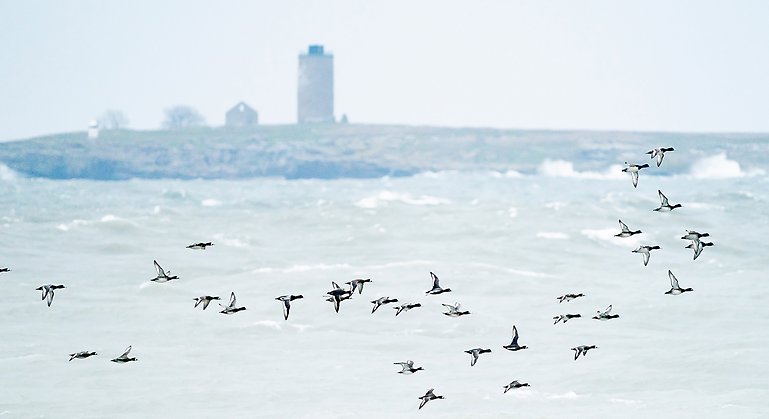 Foto. Flock med flygande änder över havet