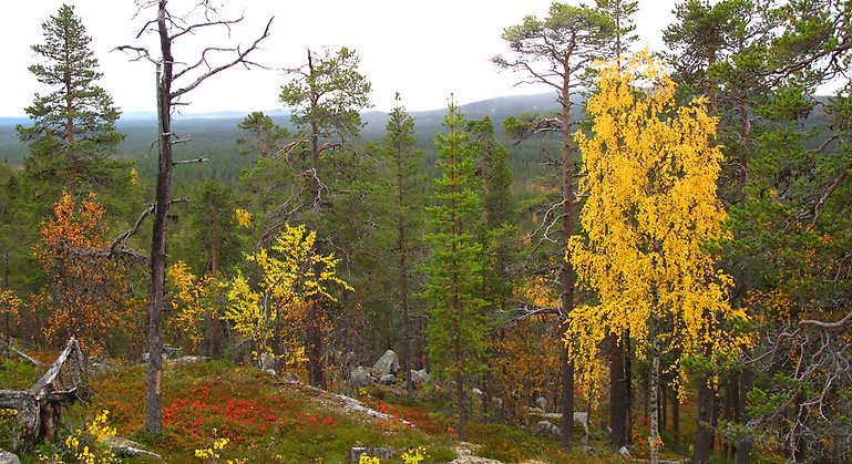 Bilden visar skog i höstfärger.