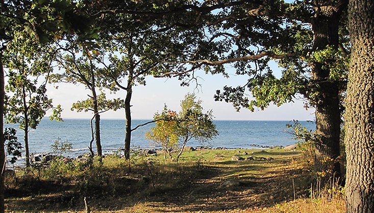 Bild från Rälla naturreservat som visar träd och utsikten över Kalmarsund.