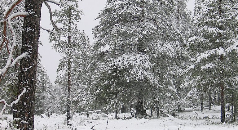 Bilden visar reservatets hedmarker som är vackra även i vinterskrud.