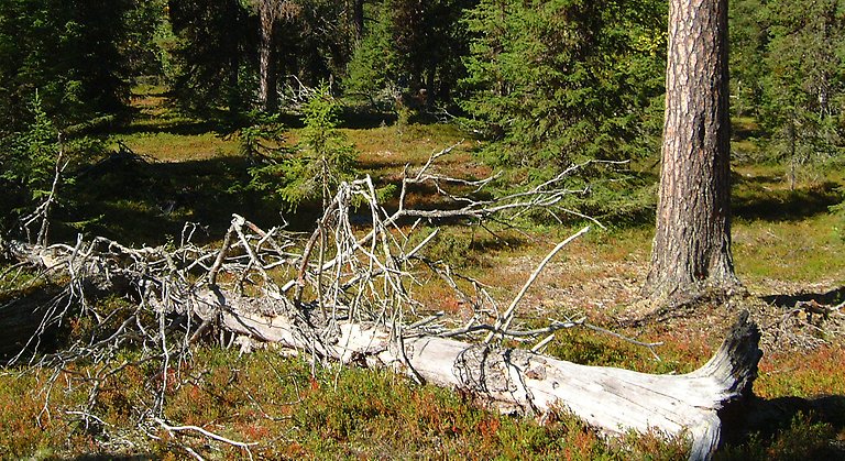 Bilden visar gammelskog med en fallen död trädstam som utgör hem åt många arter.