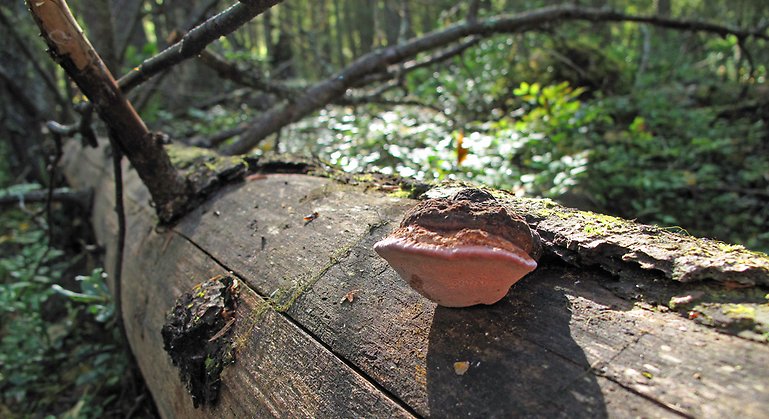Bilden visar den ljusrosa svampen rosenticka som växer på en död granstam.