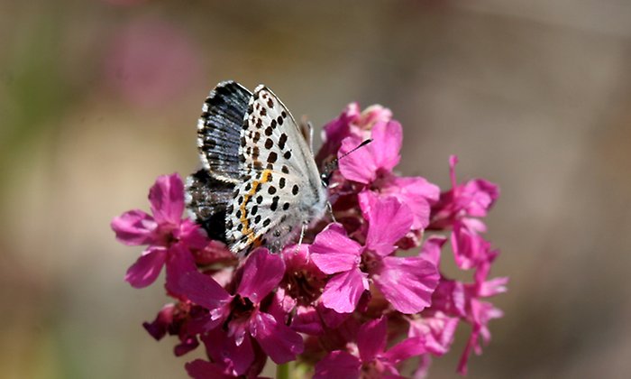 Bilden visar en blå fjäril som sitter på en rosa blomma och äter. Fjärilen är en hotad fetörtsblåvinge och blomman är tjärblomster. 