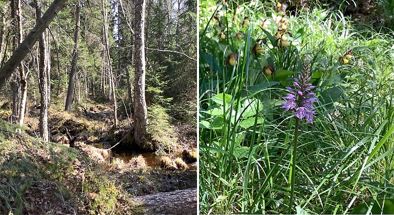 Två bilder: 1. sumpskog med gran, björk och asp en solig vårdag. 2. skogsnycklar (en ljus lilafäckig orkidé) i förgrunden och ett bestånd med guckusko i bakgrunden (röd-gul storblommig orkidé)