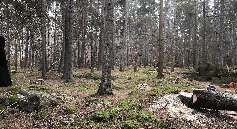 Skogsmark med synlig fornlämning i form av mossbeklädda stenar. Ett grövre träd är fällt och en motorsåg syns till höger i bild.