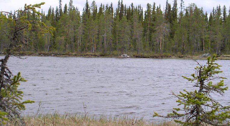 Sjön Granträsklobblen är i förgrunden, i bakgrunden syns skogen som växer i reservatet.