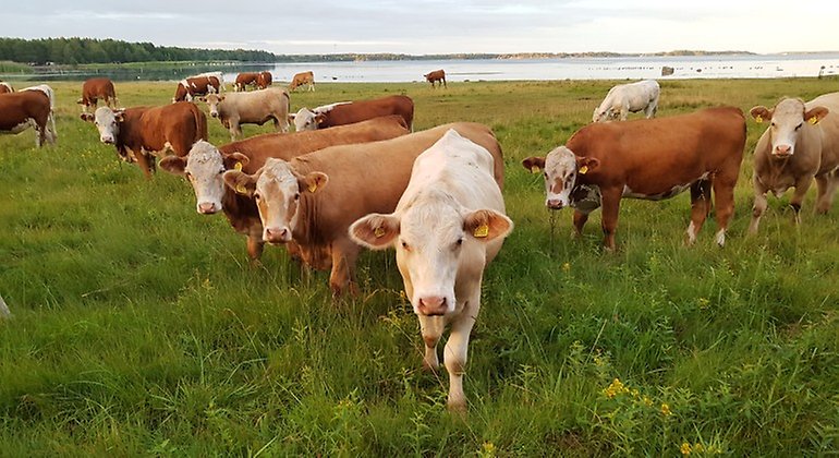 Kor och strandängar på Strandstuviken