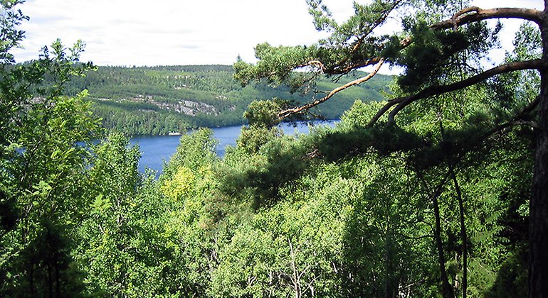 Vy över skog och ett vatten.
