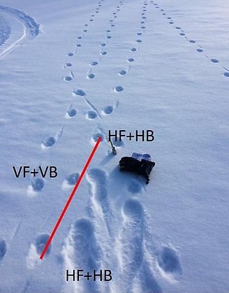 Foto som visar tassavtryck i snö med streck som förklarar vilken tass som satts ner var.