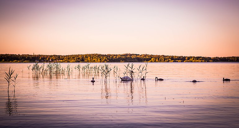 Svanar på sjö i solnedgångsljus