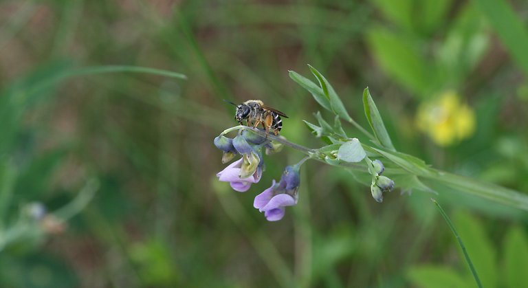 Bi suger nektar från blomma. 