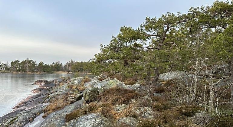 Tallar, klippor och vatten.