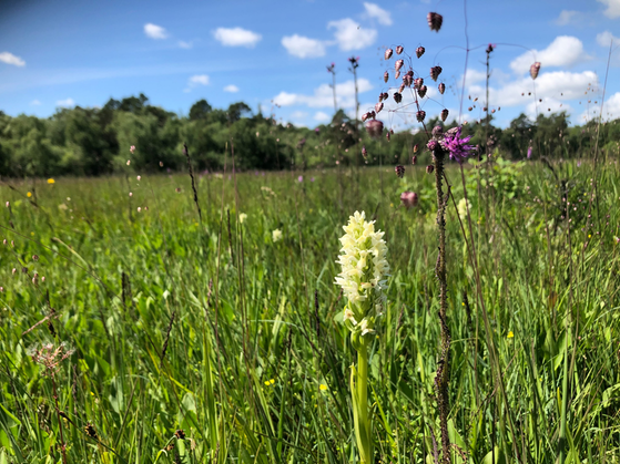 Slåtteräng Åraslövs mosse, Foto: Carina Zätterström, Länsstyrelsen Skåne