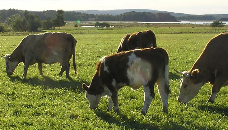 Kor som betar grönt gräs