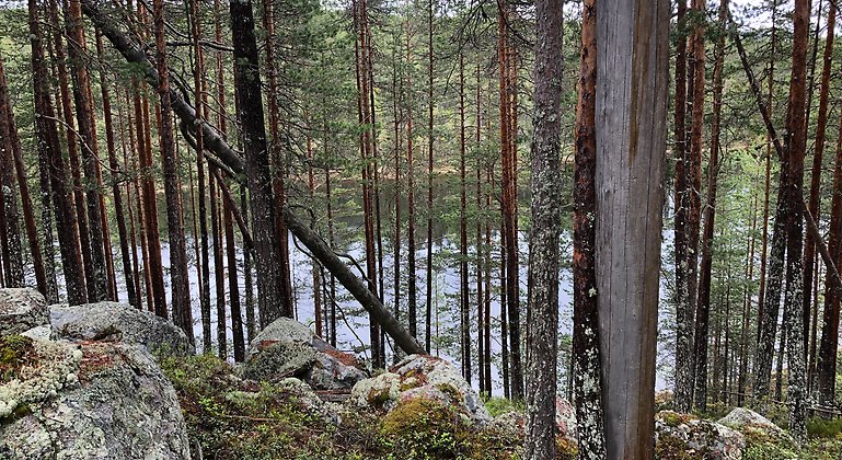 Tallskog intill vatten i Örnbergetsnaturreservat.