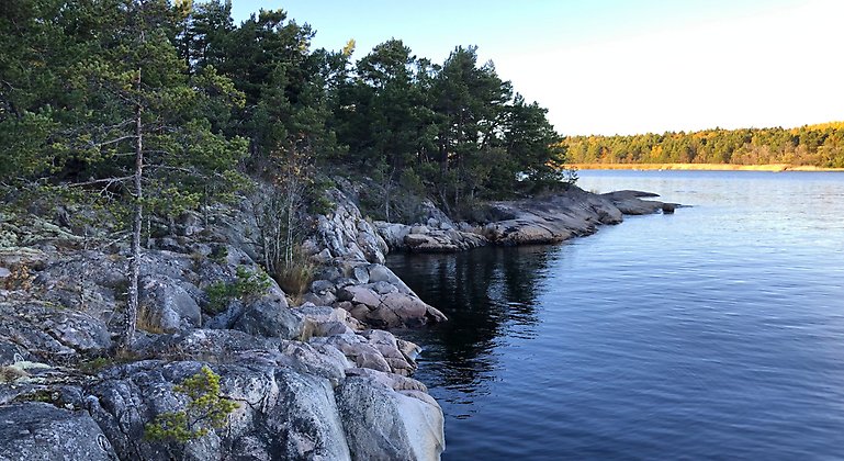 Tallklädda klippor och mörkblått vatten. På andra sidan fjärden lyser höstlik blandskog i eftermiddagssol. Foto: Naturföretaget